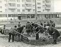 Streamlining flower bed on Volodymyra Velykoho street