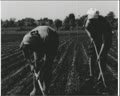На бурякових плантаціях