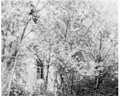 Beekeeper Panchuk