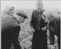 Дари літа