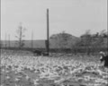 Exhilarating Successes (Poultry Farm)