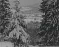Для карпатської країни (красуні)