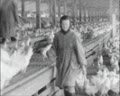 Electoral Propaganda at the Poultry Farm