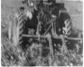 In the Fields of Lviv and Ternopil Oblasts