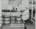 Wild-Hive Beekeeping