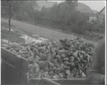 Visiting a Beet Receiving Station