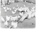 Growing Profits (Poultry Farm)