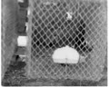 Fur Farm