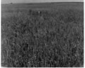 Harvest Time in Radekhiv Raion (a TV raid)