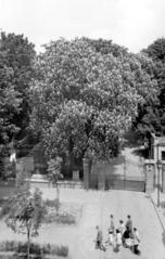 Вулиця Кость Левицького (1950-ті роки)