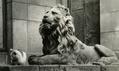 Sculpture of the lion at 50 Chuprynky