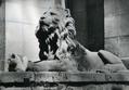 Sculpture of the lion at 50 Chuprynky St. 