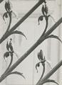 Fragment of the forged balcony fence at 41 Kotliarevskoho St. 