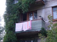 "Кіт, не пригай"