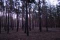 Сосновий ліс