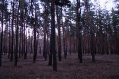 Сосновий ліс