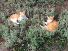 Котики