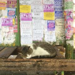 Котик