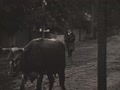Liuba, Halinka